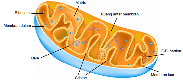 Mitokondria Mitochondria